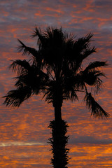 Fototapeta na wymiar Silhouetted Palm Tree At Sunset Sunrise With Clouds - 10281