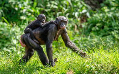 Bonobo Cub on the mother's back. Green natural background. The Bonobo , called the pygmy chimpanzee. Scientific name: Pan paniscus. Congo. Africa