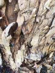 TEXTURAS Y CORTEZAS DE MADERA Y ARBOLES