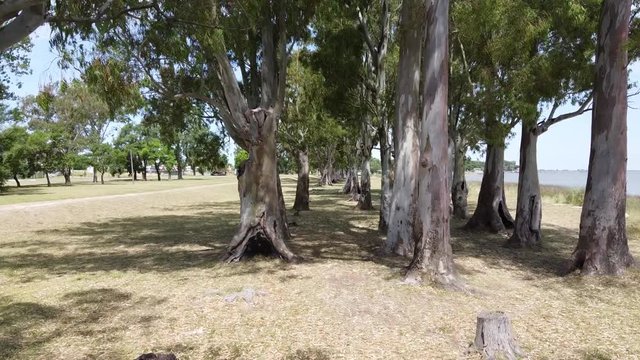 Landscape by mount of trees on the lagoon of chascomus - Buenos Aires - Argentina in mini mavic