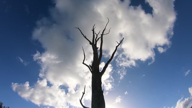 time lapse of tree in drought