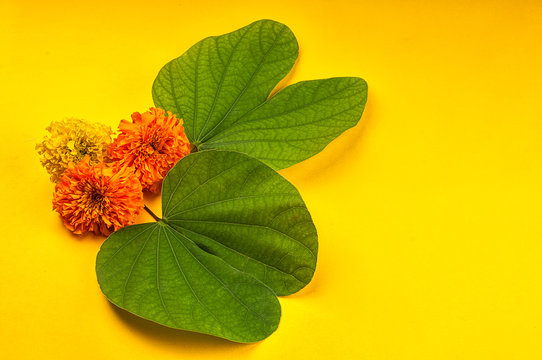 Indian Festival Dussehra, showing golden leaf (Bauhinia racemosa) and marigold flowers on a yellow background.