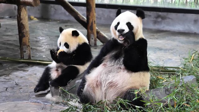 Cute happy giant panda family eating fresh bamboo shoots together, side by side, mother and baby panda. Close up view, 4K footage.