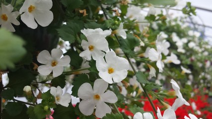 Flowers in the greenhouse 