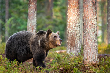 Obraz na płótnie Canvas A brown bear in summer forest at sunset light. Scientific name: Ursus arctos. Natural habitat.