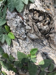 TEXTURAS Y CORTEZAS DE MADERA Y ARBOLES