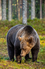 A brown bear in summer forest at sunset light. Scientific name: Ursus arctos. Natural habitat.