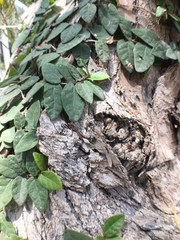 TEXTURAS Y CORTEZAS DE MADERA Y ARBOLES