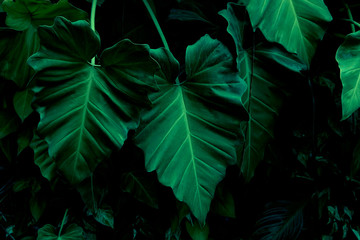 Closeup green leaf background. Leaves nature dark green background.
