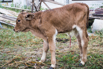 Tan color calf in newborn period, Department of Livestock Development.