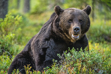 A brown bear in summer forest. Scientific name: Ursus arctos. Natural habitat.