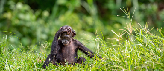 Cub of chimpanzee  Bonobo. Green natural background. The Bonobo, Scientific name:  Pan paniscus, earlier being called  the pygmy chimpanzee. Congo. Africa