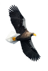 Adult Steller's sea eaglein flight spread his wings.  Scientific name: Haliaeetus pelagicus. Isolated on white background.