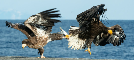 Eagles in fight. Two Steller's sea eagle in fight for prey.