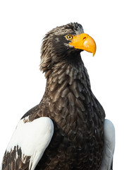 Closeup portait of Adult Steller's sea eagle on the white background.  Scientific name: Haliaeetus pelagicus. Isolated on the white.