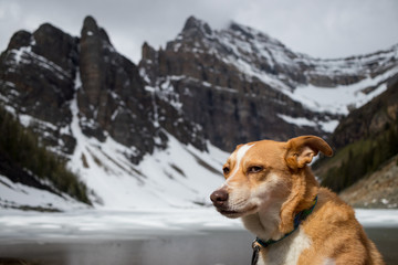 red heeler grumpy up at lake agnes canada
