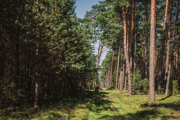 Obraz premium Cyclist on the road in forest near Bozenkowo village in Poland