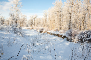 Snow covered Fish Creek in the park