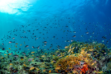 Fototapeta na wymiar coral fish