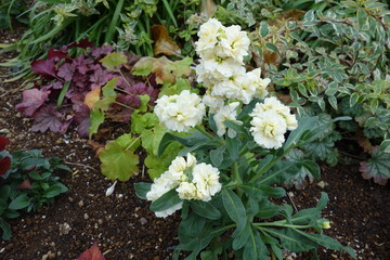 冬に咲いた白いストックの花