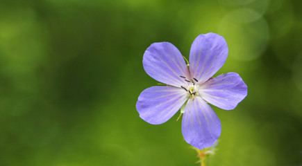 Blue flower on green background