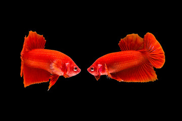 Isolate red fighting fish on black background.