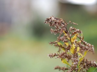 枯れたセイタカアワダチソウの花