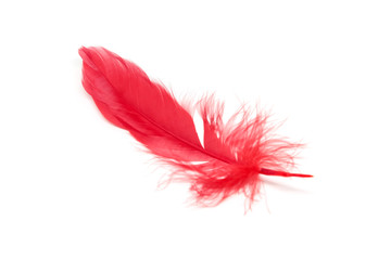 Red feathers isolated on white