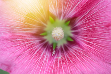 Obraz na płótnie Canvas closeup of pink flower beautiful for love weddings