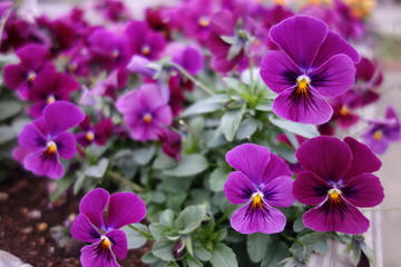 冬に咲いた紫のパンジーの花