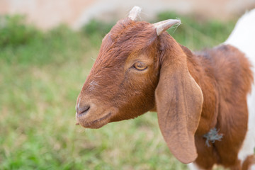 Brown lovely Goat looking the camera with green nature