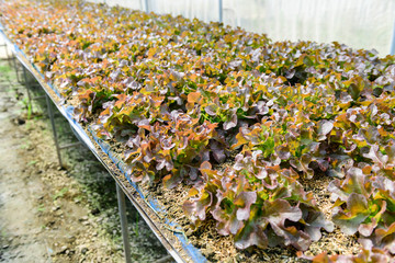 Red Oak Lettuce in organic farm at Lop buri,
