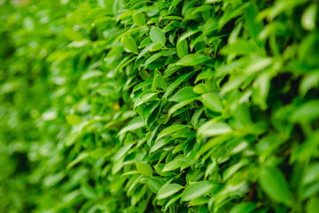 Green Leaves nature background
