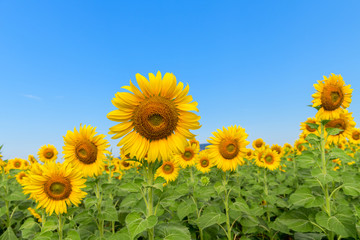 Fototapeta premium Beautiful sunflower field on summer with blue sky