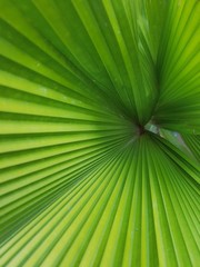 Fototapeta premium green leaf pattern texture background. 