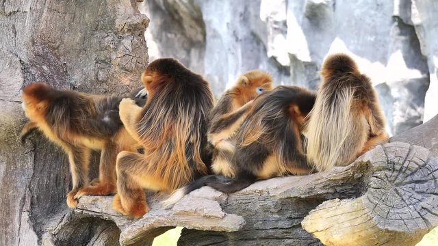 Golden monkey family lousing and socializing on a tree branch, 4k footage, slow motion.