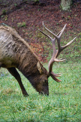 Close up shot of an Elk
