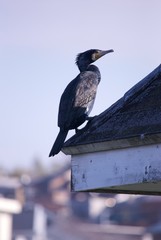 屋根にとまった野鳥