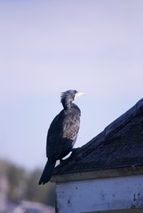 屋根にとまった野鳥