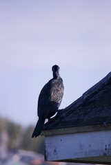 屋根にとまった野鳥
