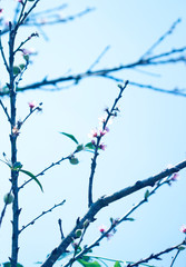 Beautiful floral spring abstract background of nature