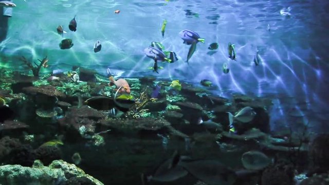 水族園　水槽　熱帯魚