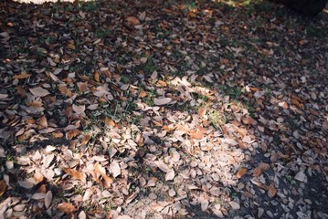 色づいた木々の遊歩道