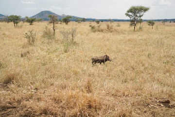 Naklejka na ściany i meble The boar in the Savana grassland has trees and grass.