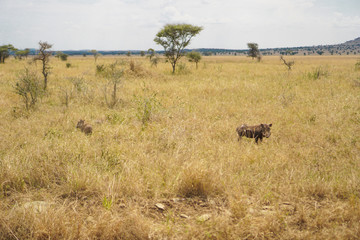 Fototapeta na wymiar The boar in the Savana grassland has trees and grass.