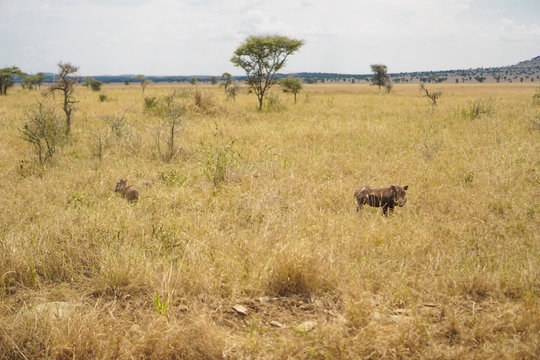 The boar in the Savana grassland has trees and grass.