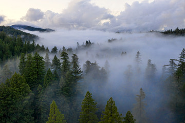 Fog in the forest aerial - obrazy, fototapety, plakaty