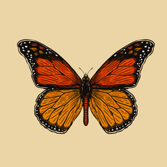 butterfly vector illustration