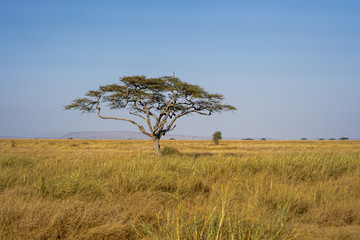 Obraz premium Golden meadows in the savanna fields, bright sky.trees in the middle of the field.With 1 tree in the meadow