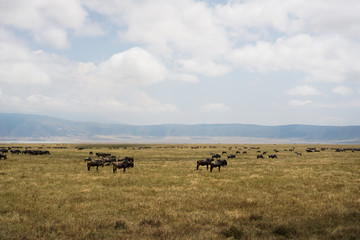 The buffalo in Savana grassland has trees and grass.